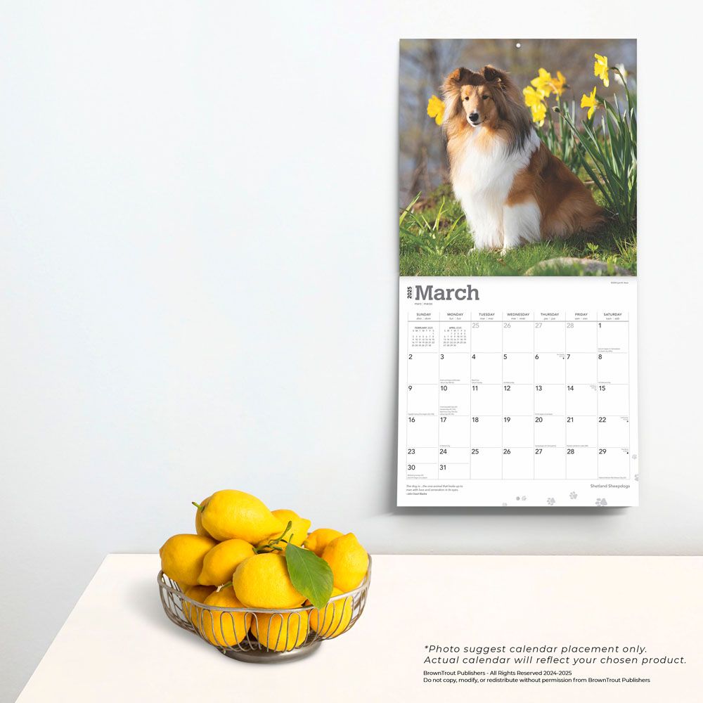 2025 Shetland Sheepdogs Calendar