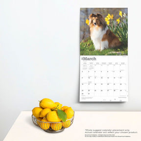 2025 Shetland Sheepdogs Calendar