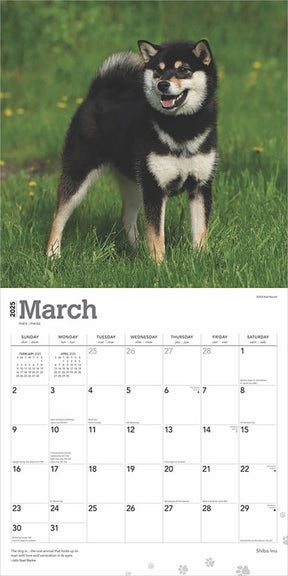 2025 Shiba Inu Calendar