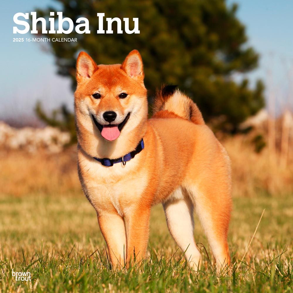 2025 Shiba Inu Calendar