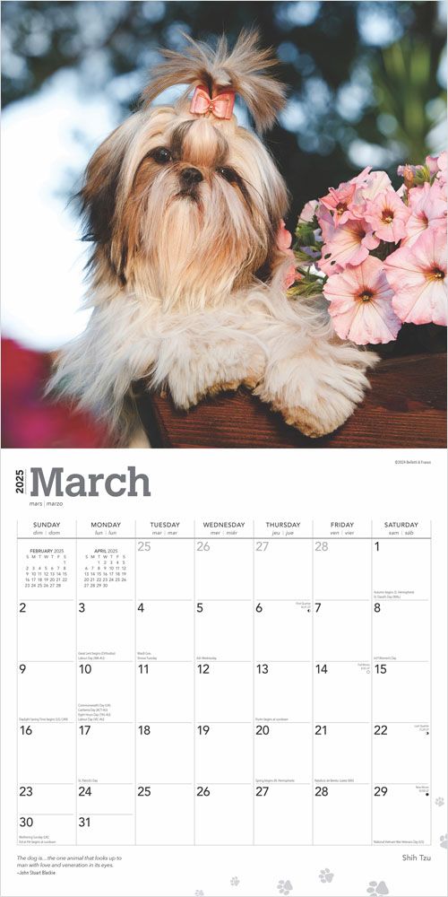 2025 Shih Tzu Calendar