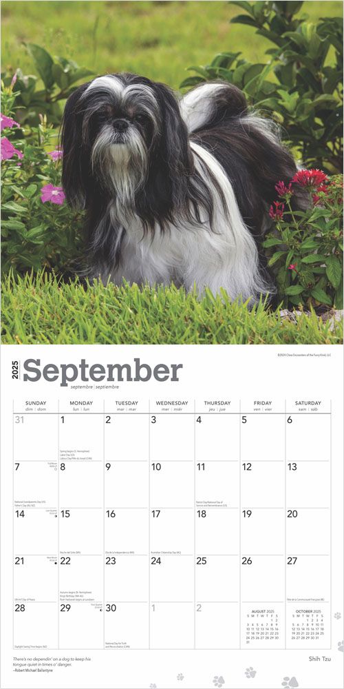 2025 Shih Tzu Calendar