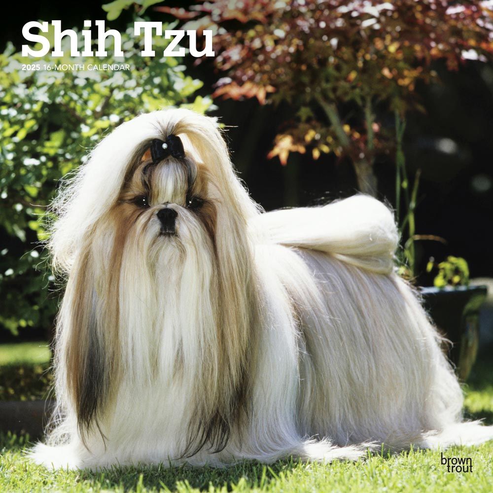 2025 Shih Tzu Calendar