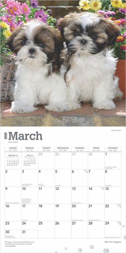 2025 Shih Tzu Puppies Calendar