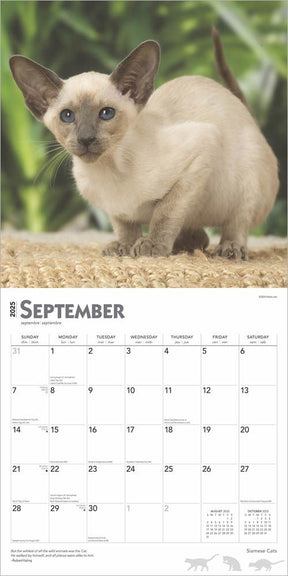 2025 Siamese Cats Calendar