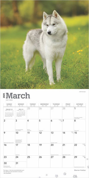 2025 Siberian Huskies Calendar