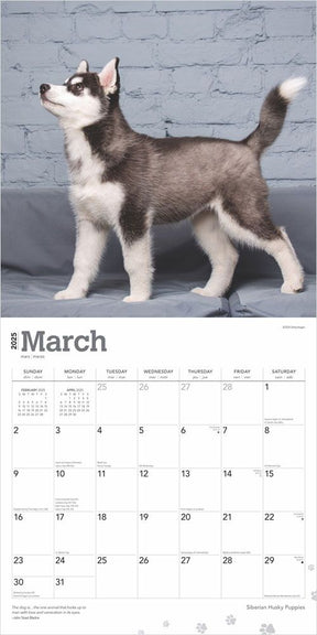 2025 Siberian Husky Puppies Calendar