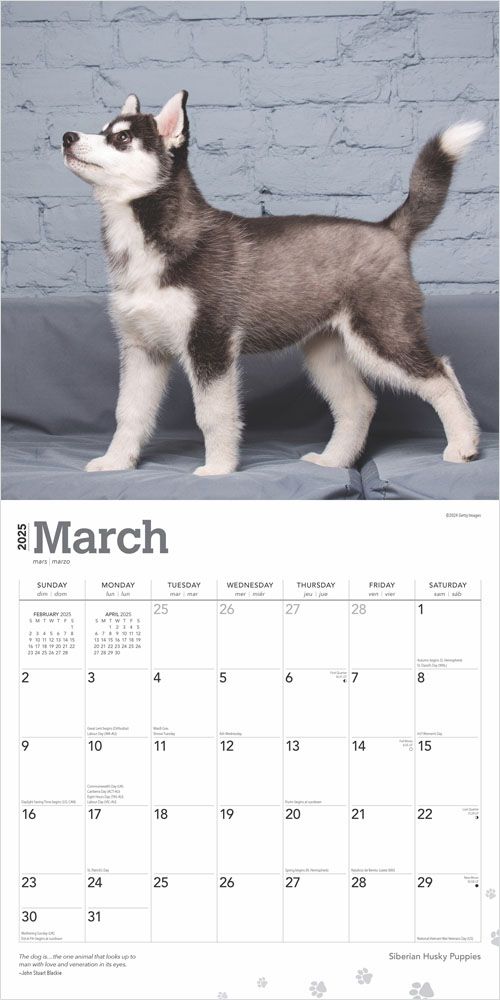 2025 Siberian Husky Puppies Calendar