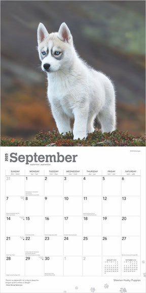 2025 Siberian Husky Puppies Calendar