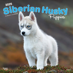 2025 Siberian Husky Puppies Calendar