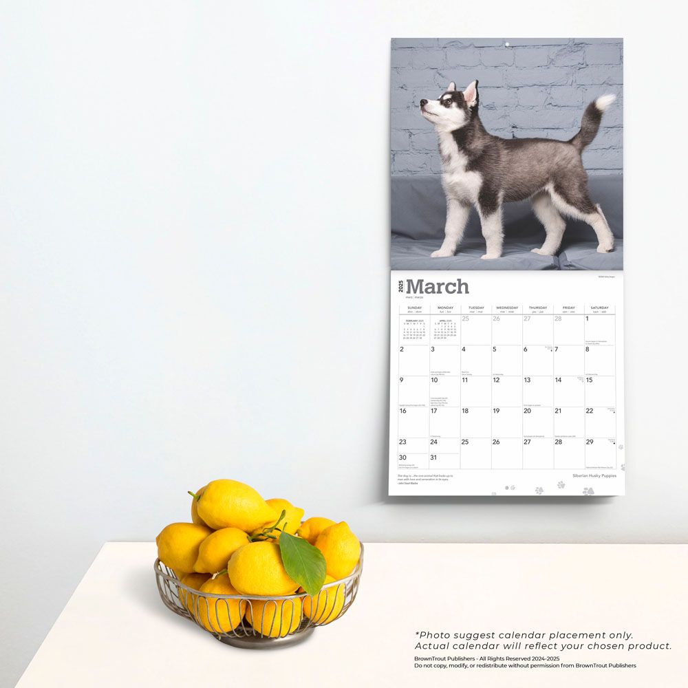 2025 Siberian Husky Puppies Calendar