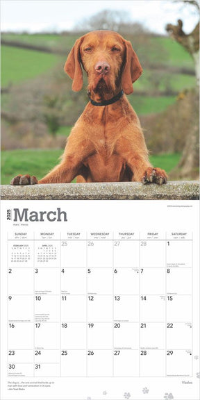 2025 Vizslas Calendar