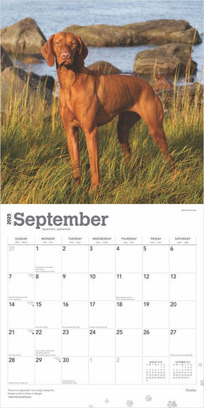 2025 Vizslas Calendar