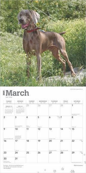 2025 Weimaraners Calendar