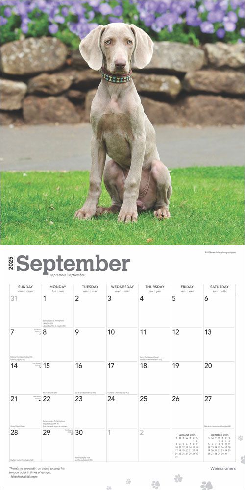 2025 Weimaraners Calendar