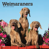 2025 Weimaraners Calendar