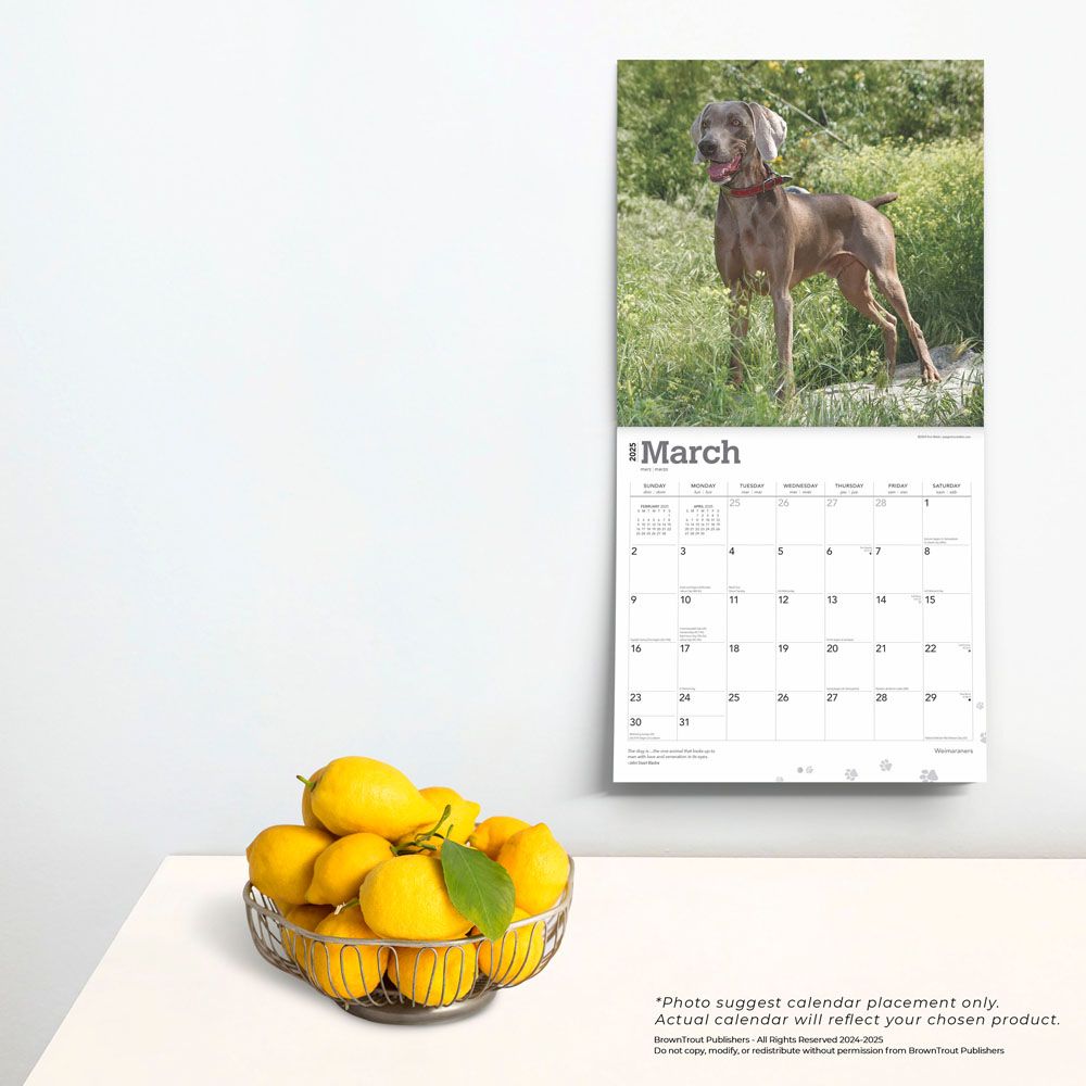 2025 Weimaraners Calendar