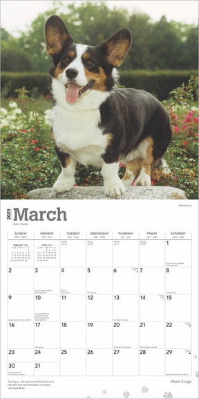 2025 Welsh Corgis Calendar