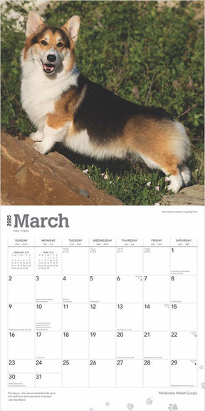 2025 Welsh Corgis Pembroke Calendar