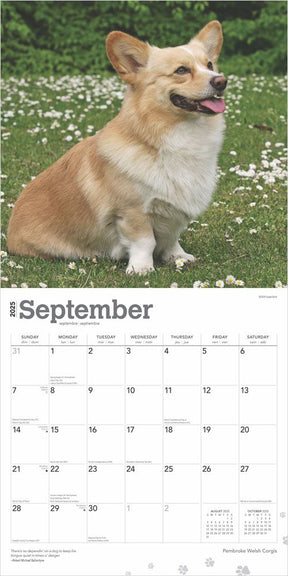 2025 Welsh Corgis Pembroke Calendar