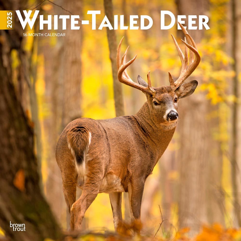 2025 White Tailed Deer Calendar