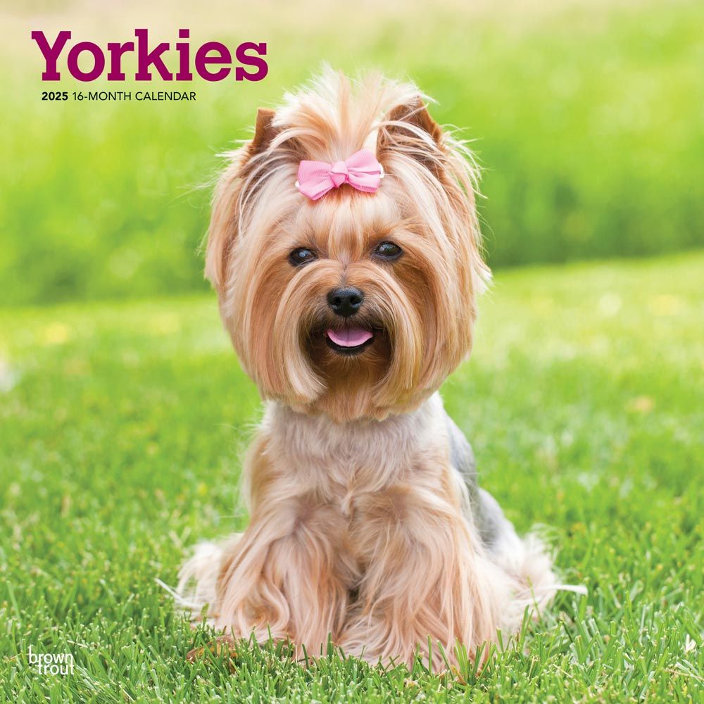 2025 Yorkshire Terriers Calendar