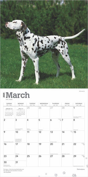 2025 Dalmatians Calendar