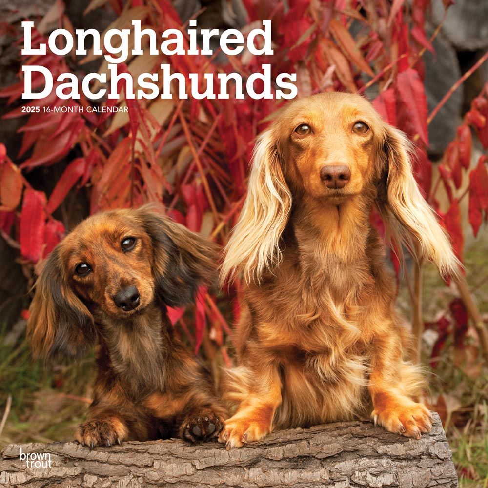 2025 Dachshunds Longhaired Calendar