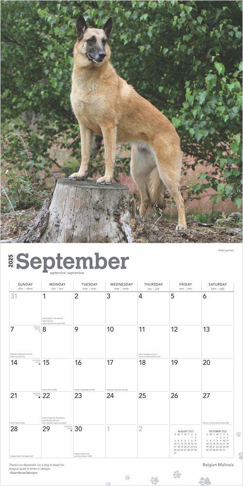 2025 Belgian Malinois Calendar