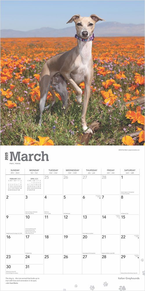 2025 Italian Greyhounds Calendar