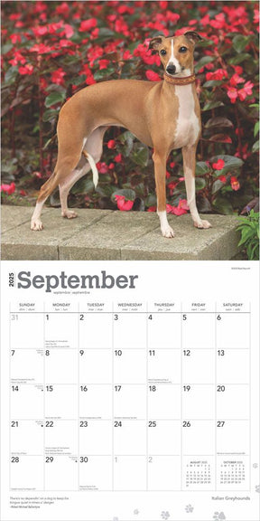 2025 Italian Greyhounds Calendar