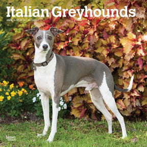 2025 Italian Greyhounds Calendar