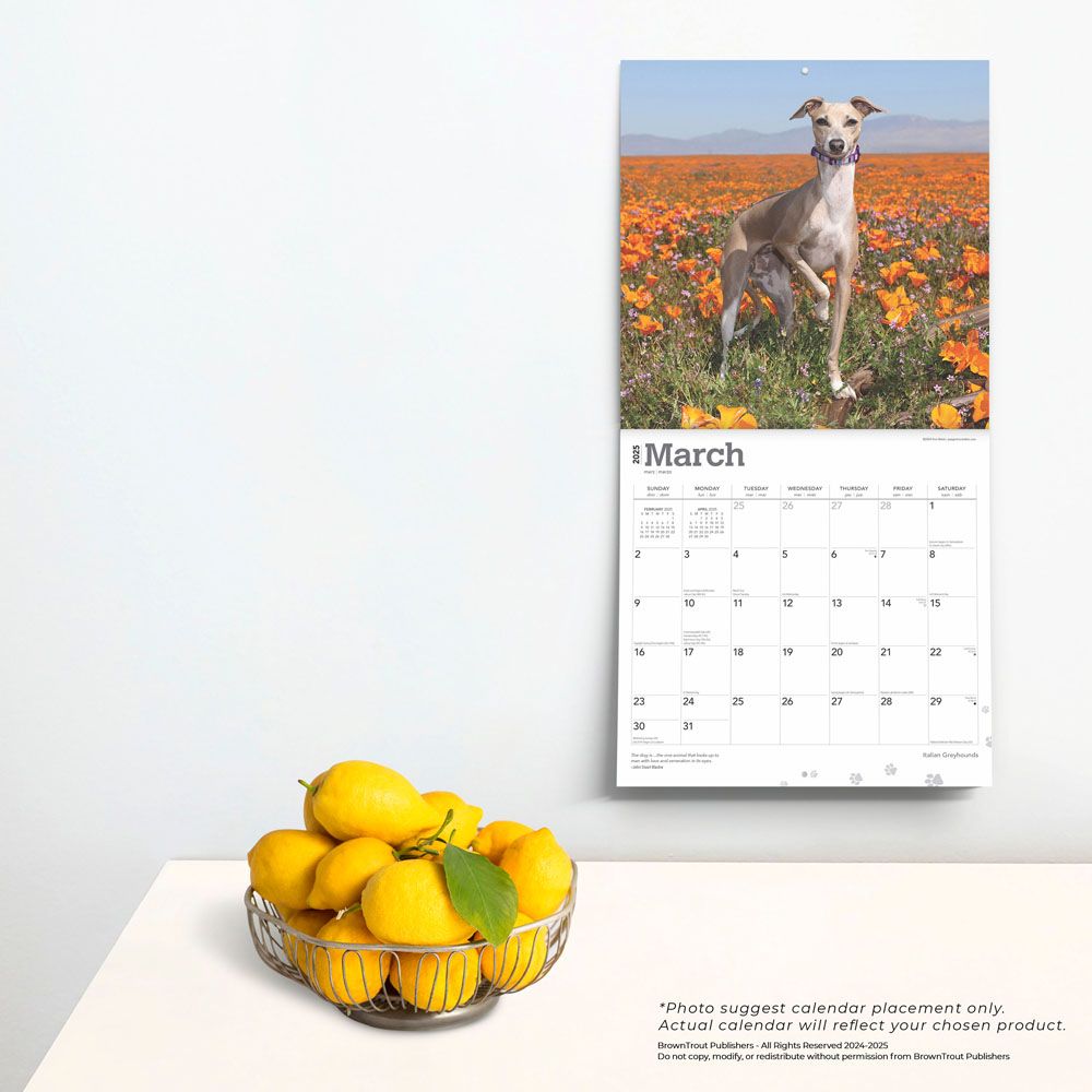 2025 Italian Greyhounds Calendar