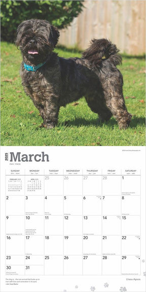 2025 Lhasa Apsos Calendar