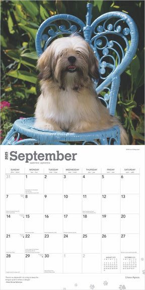 2025 Lhasa Apsos Calendar