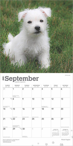 2025 West Highland White Terrier Puppies Calendar