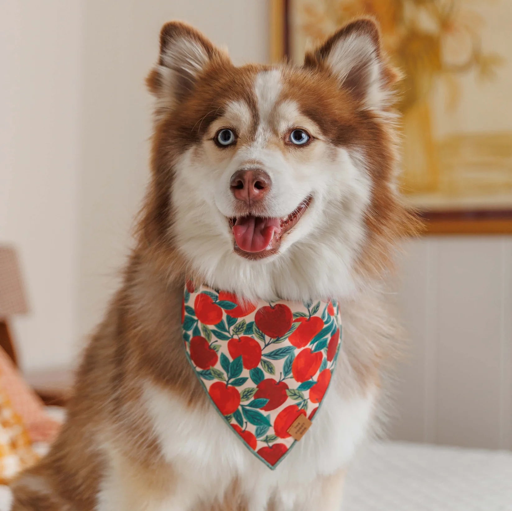 Bandana Dog Apple of My Eye