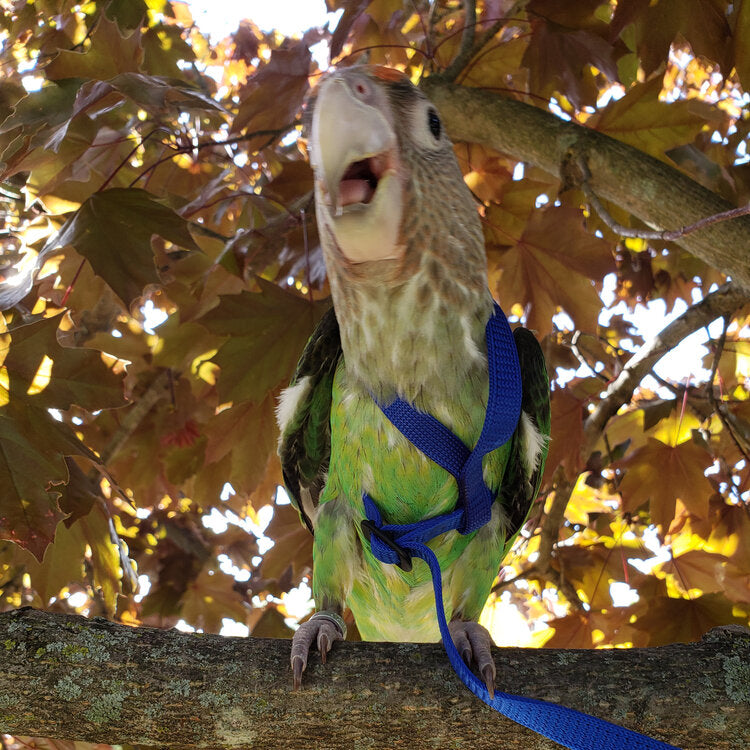 The Aviator - Bird Harness & Leash, Blue