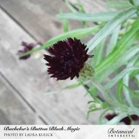 Black Magic Bachelor's Button Seeds