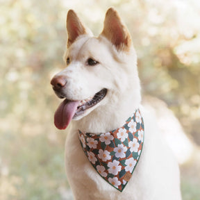 Bandana Dog Chestnut Rose