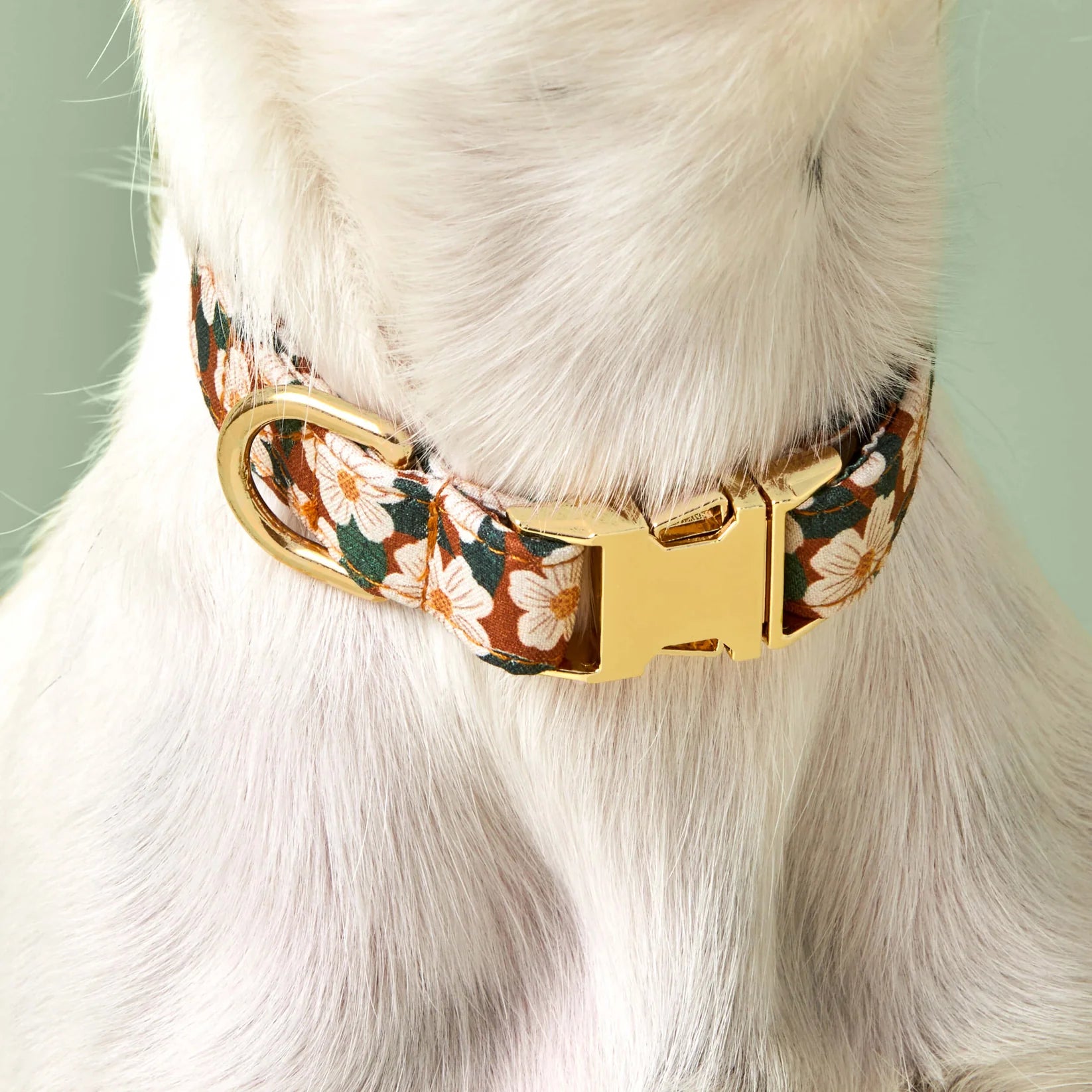 Dog Collar Chestnut Rose