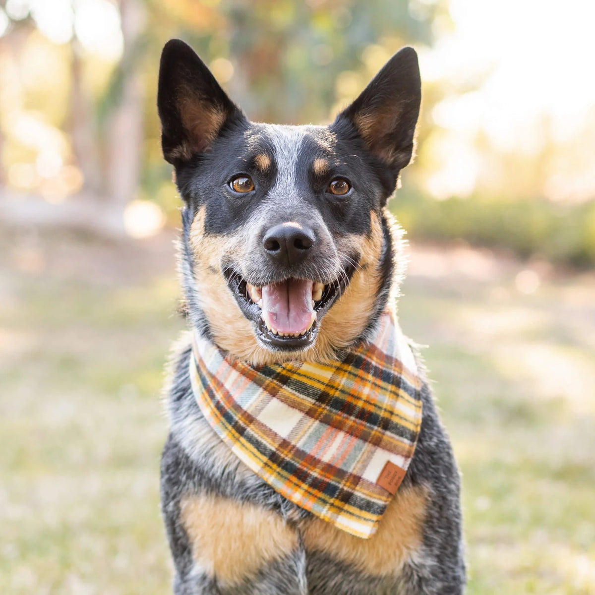 Bandana Dog Cornucopia Plaid Flannel