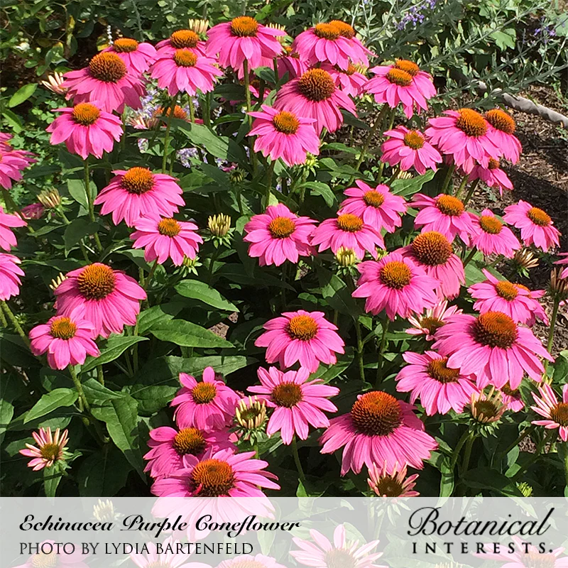 Echinacea Purple Coneflower Organic Seeds