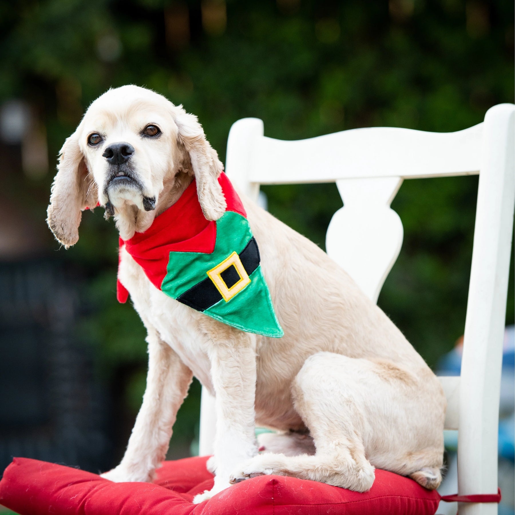 Huxley & Kent - Bandana Dog Elf Suit