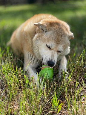 Gnome Durable Treat Dispenser and Dog Toy