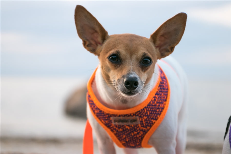 Sport Net Harness Orange-Blue