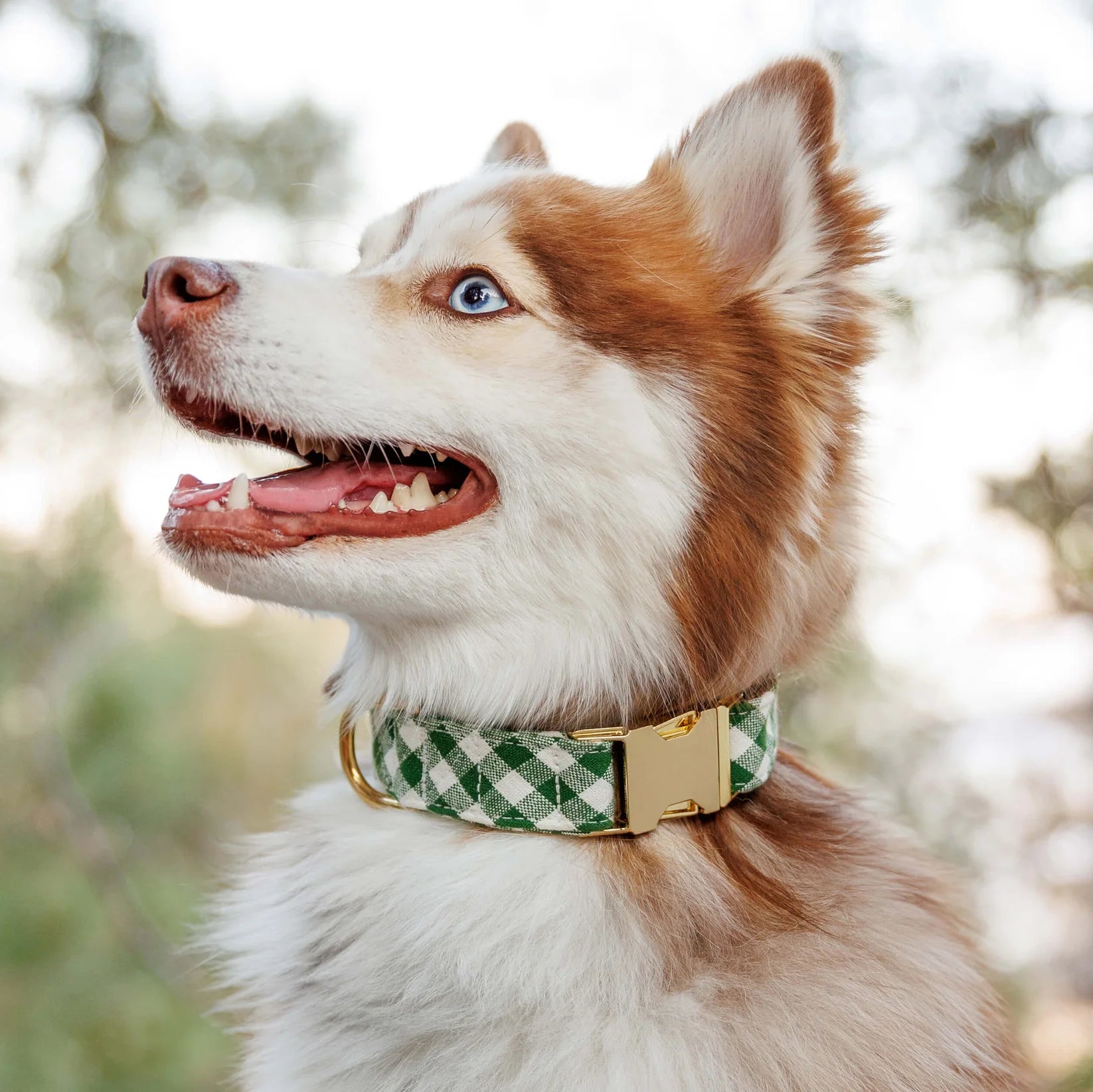 Dog Collar Mini Gingham Hunter