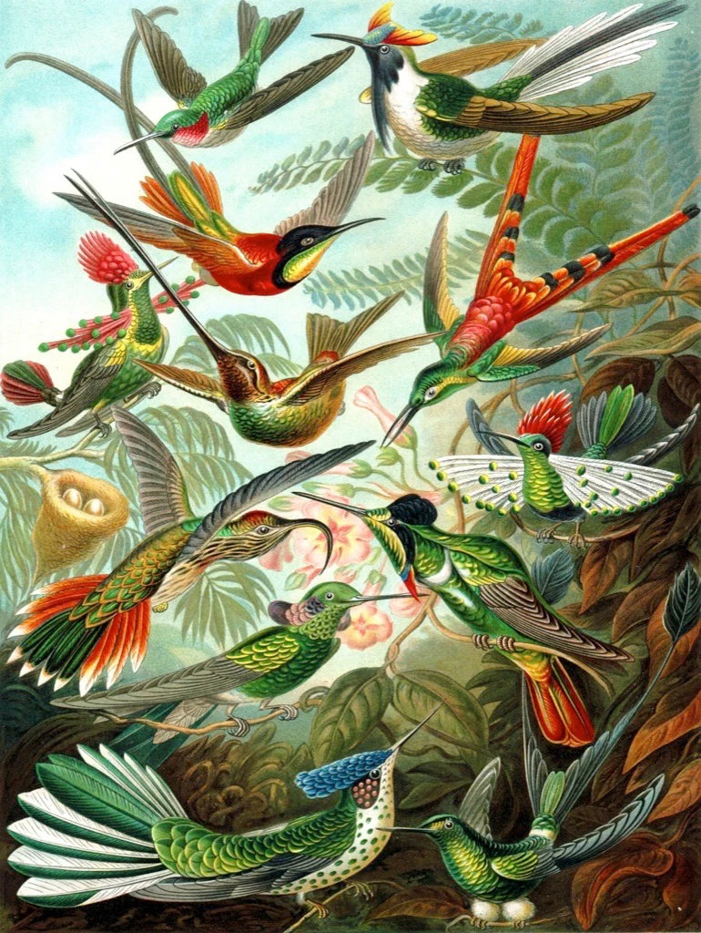 New York Puzzle Co. - Hummingbirds