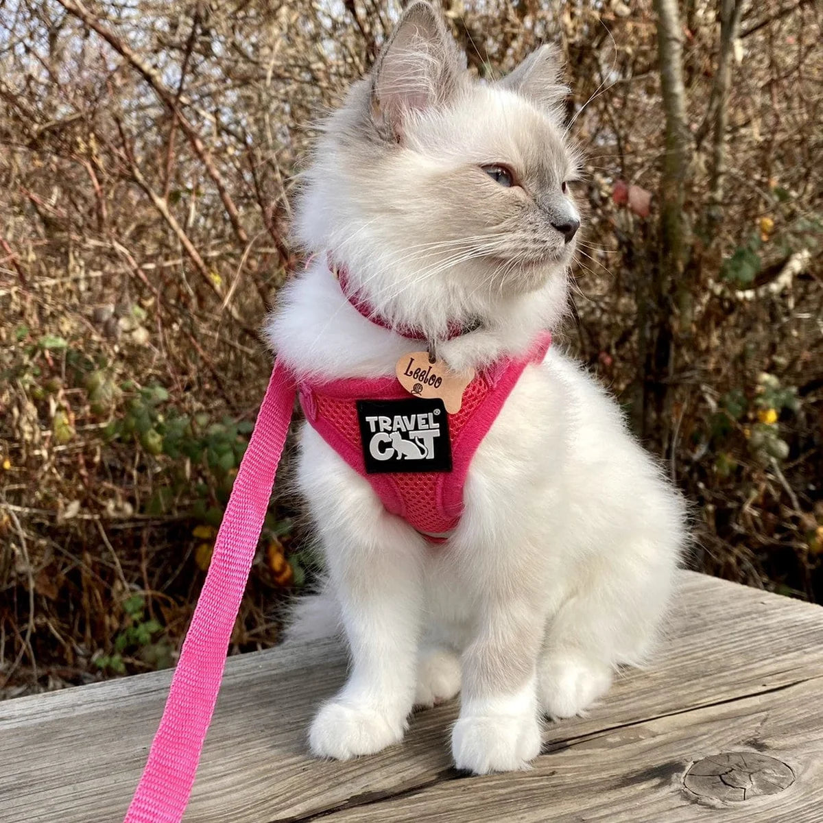 Harness & Leash Set - "The Purrfectly Pink"