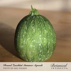 Squash Summer Round Zucchini Seeds